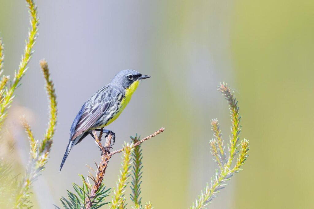 Kirtland’s Warbler