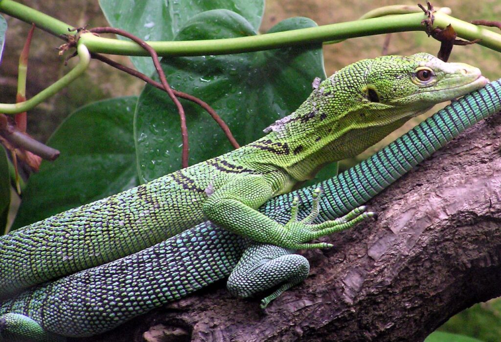 Emerald Monitor