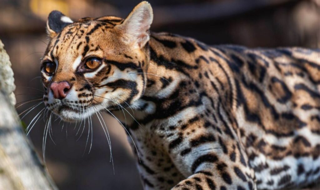 ocelot cat