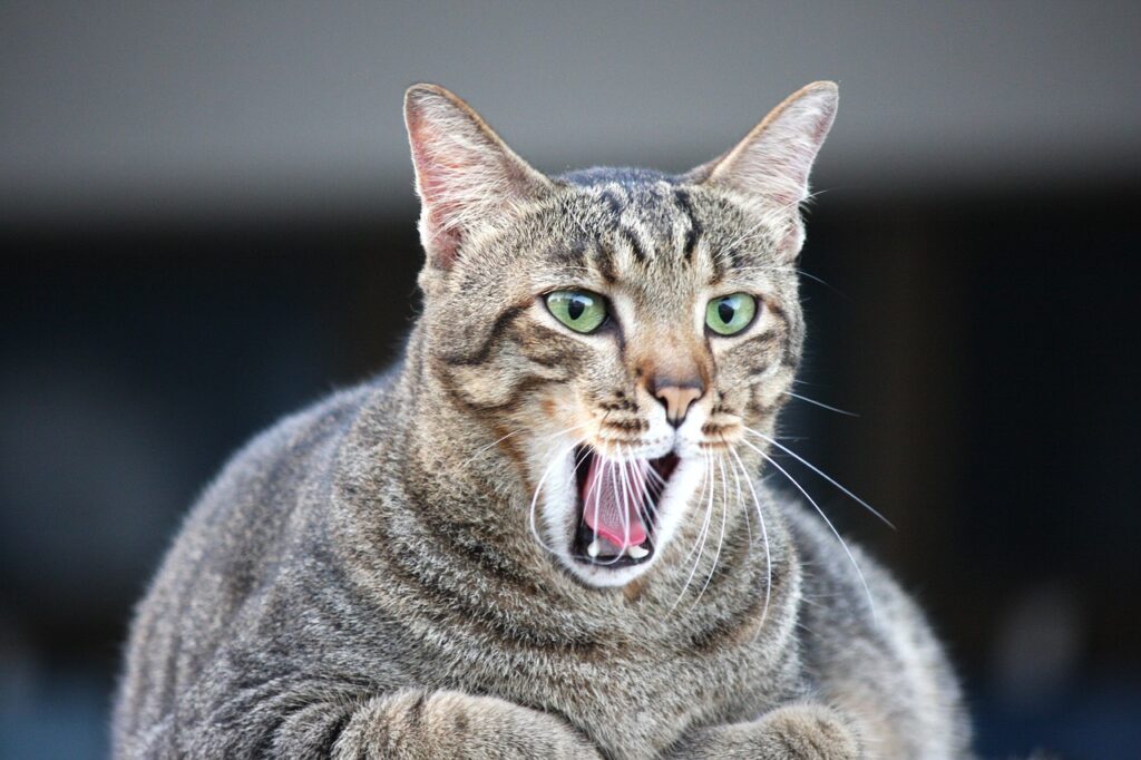 Cat screaming