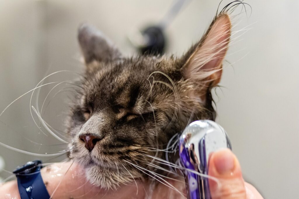 Cat grooming