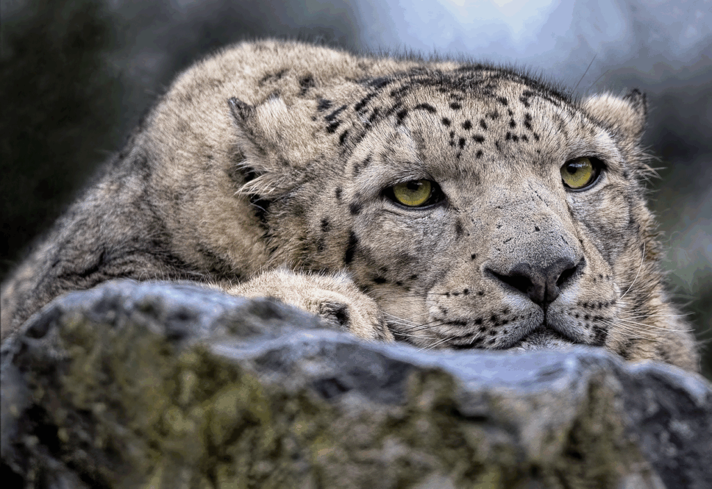 Snow Leopard