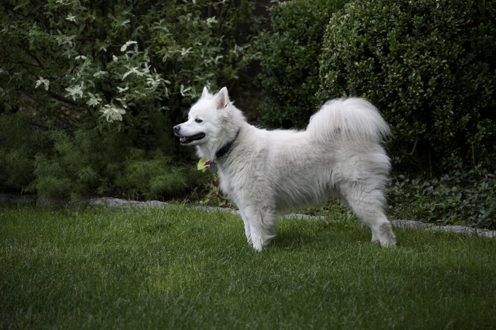 American Eskimo Dog