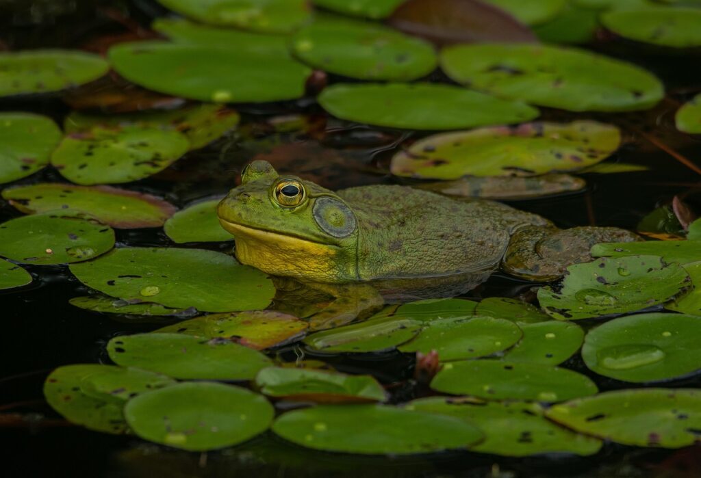american-bullfrog-6397779_1280