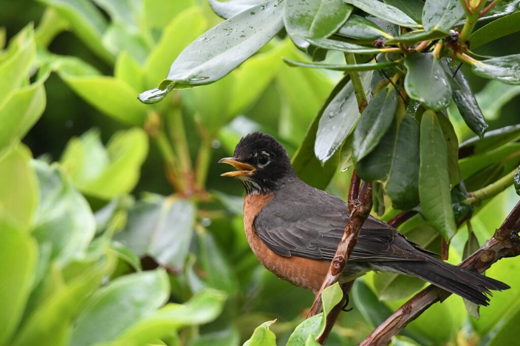 american-robin-5393911_1280