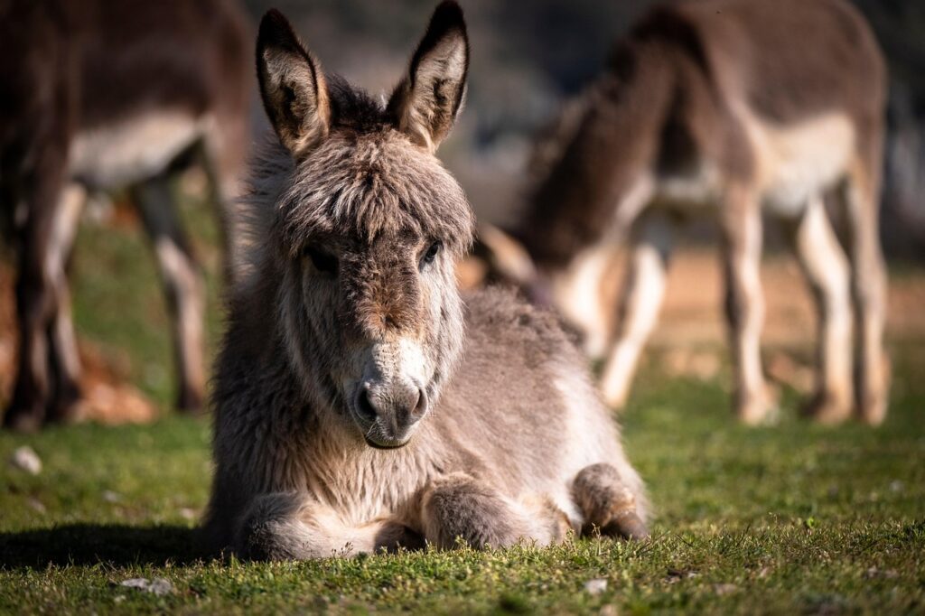 Miniature donkey resting