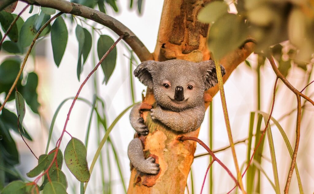 A Koala cub
