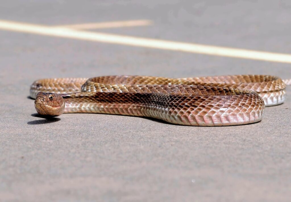 Snake