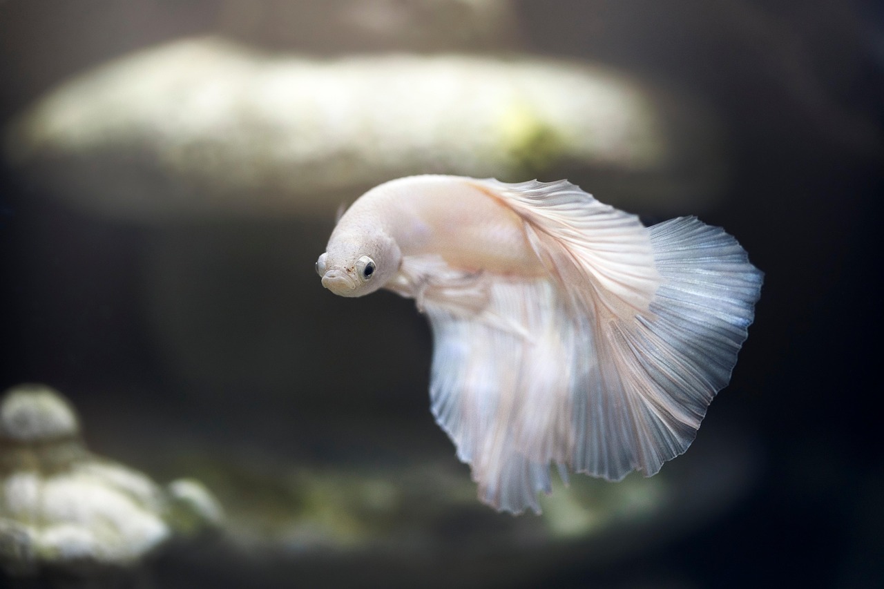 betta fish