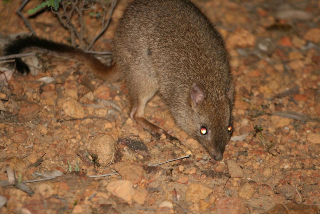 A Woylie