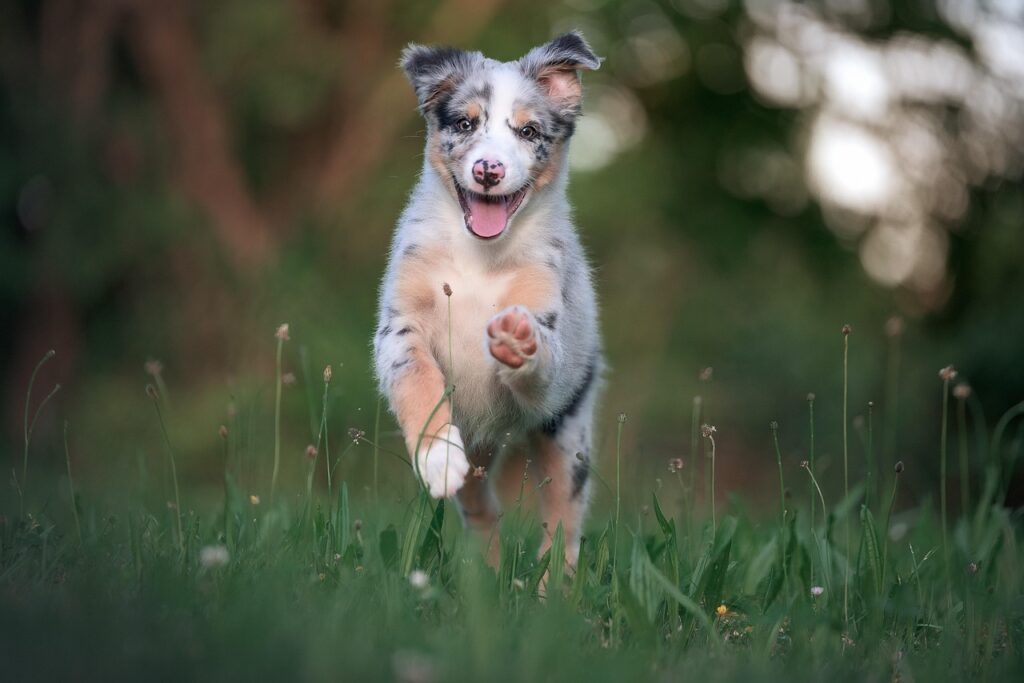 australian shepherd