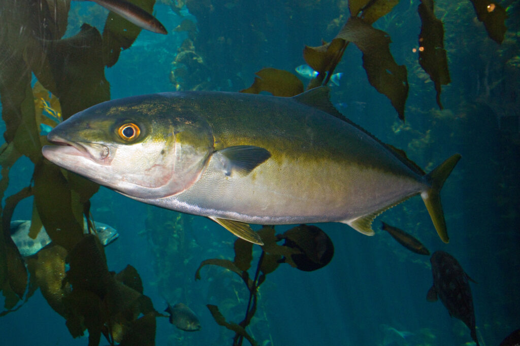 A Yellowtail Amberjack
