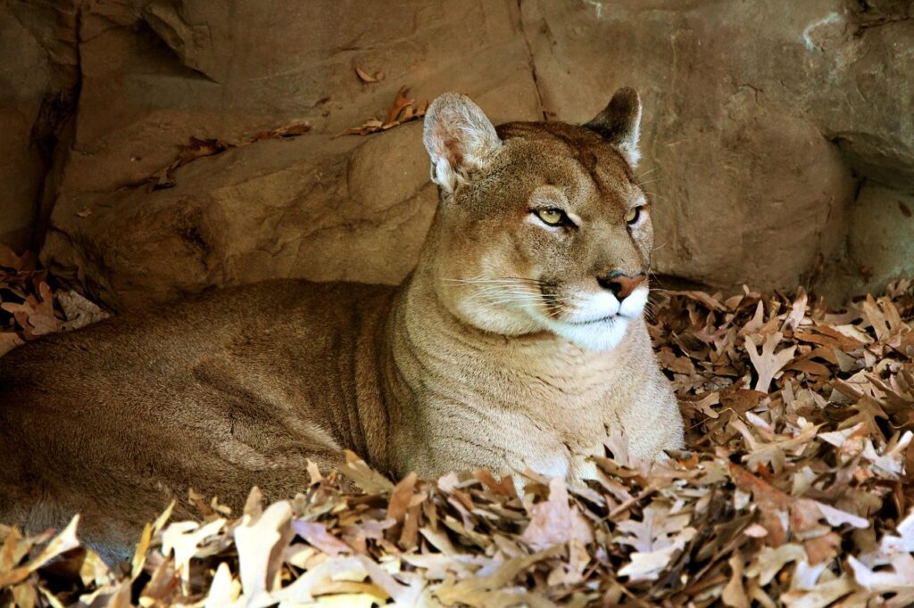 A Mountain Lion