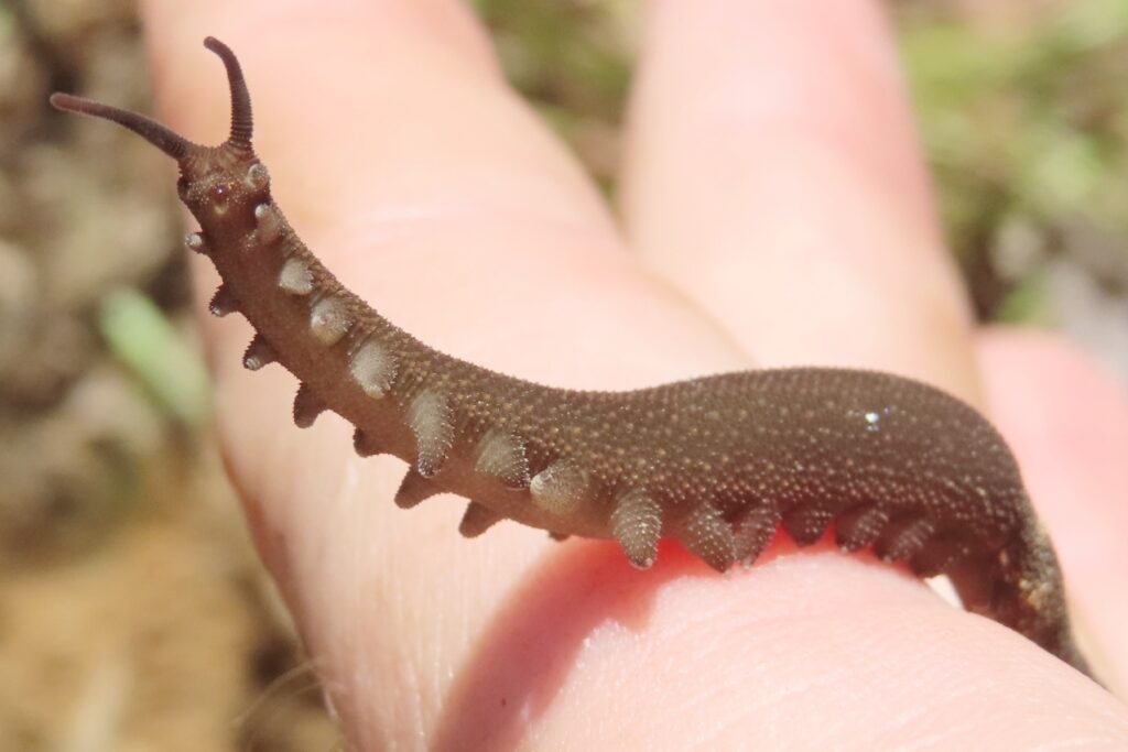 Peripatus_juanensis_271682900_2