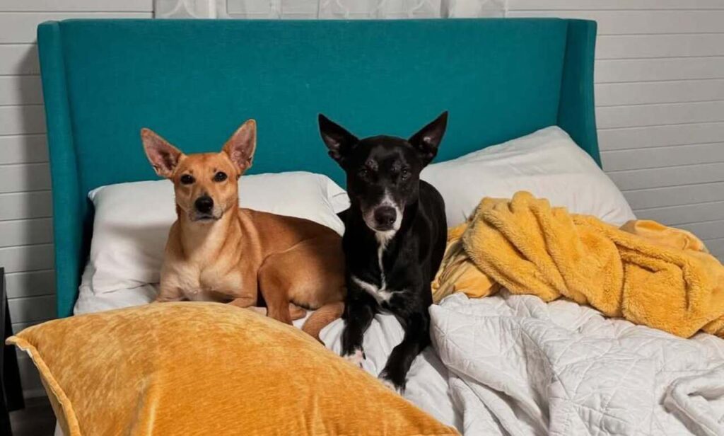 Carolina Dogs on bed