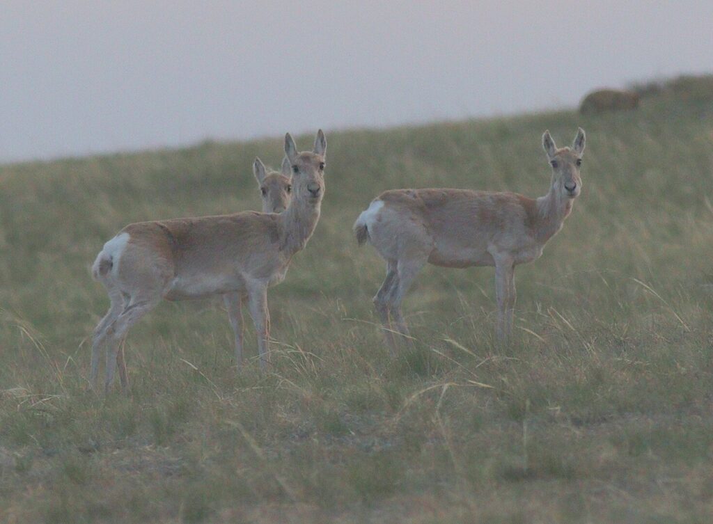 Mongolian Gazelle (Procapra gutturosa)