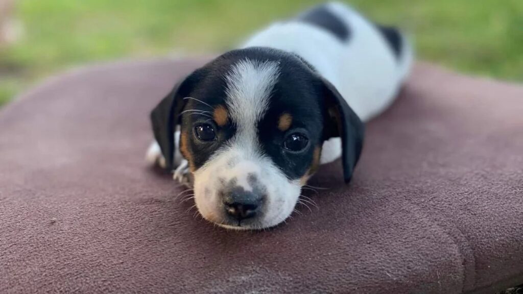 Danish swedish farmdog