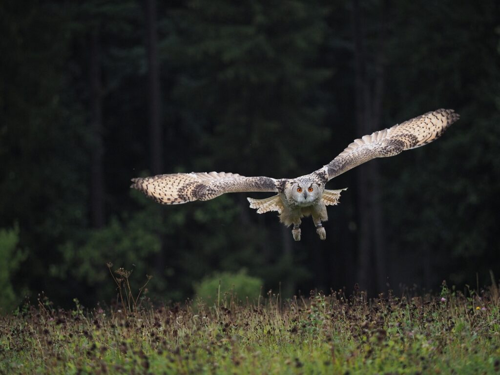bird-3652358_1280