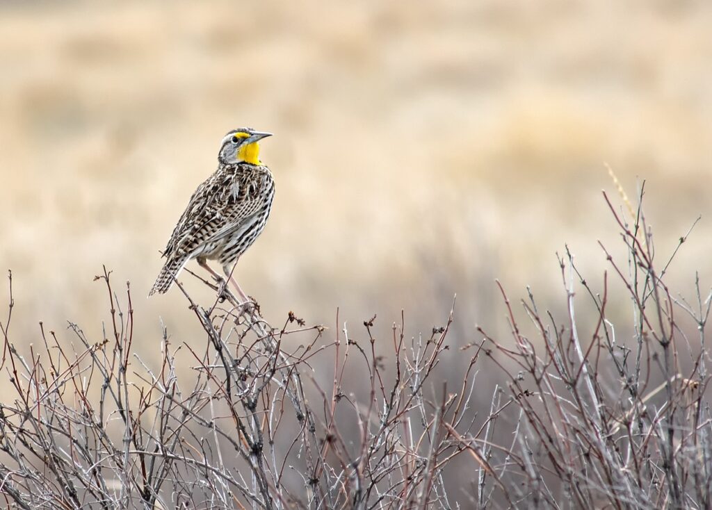 western meadowlark