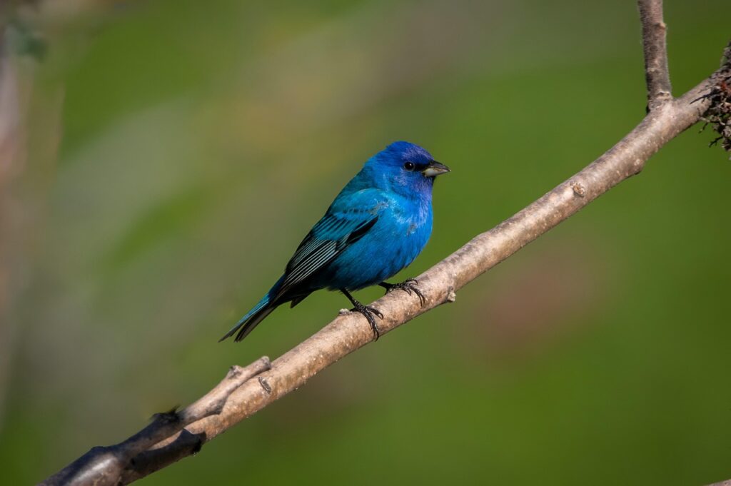 indigo bunting