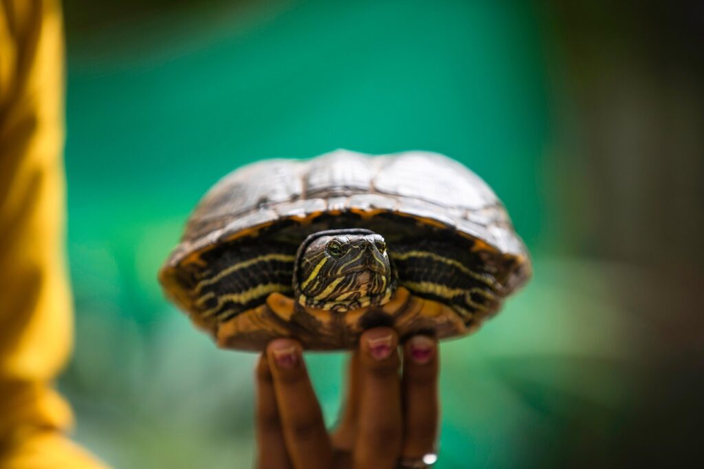 A person holding a Box Turtle