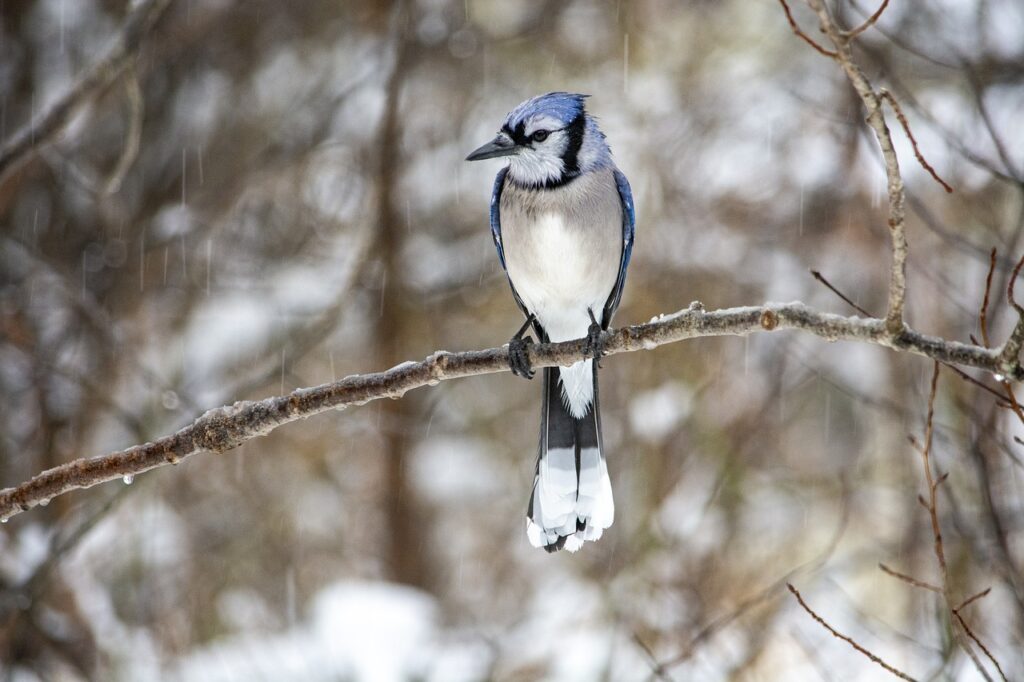 blue jay