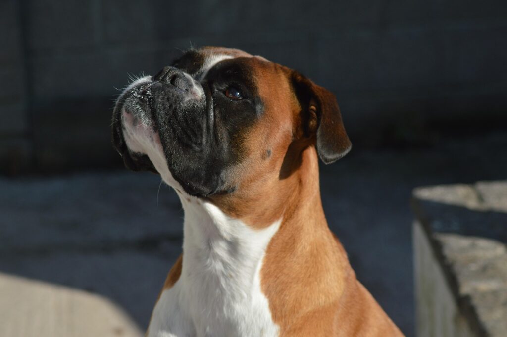 Boxer Dog