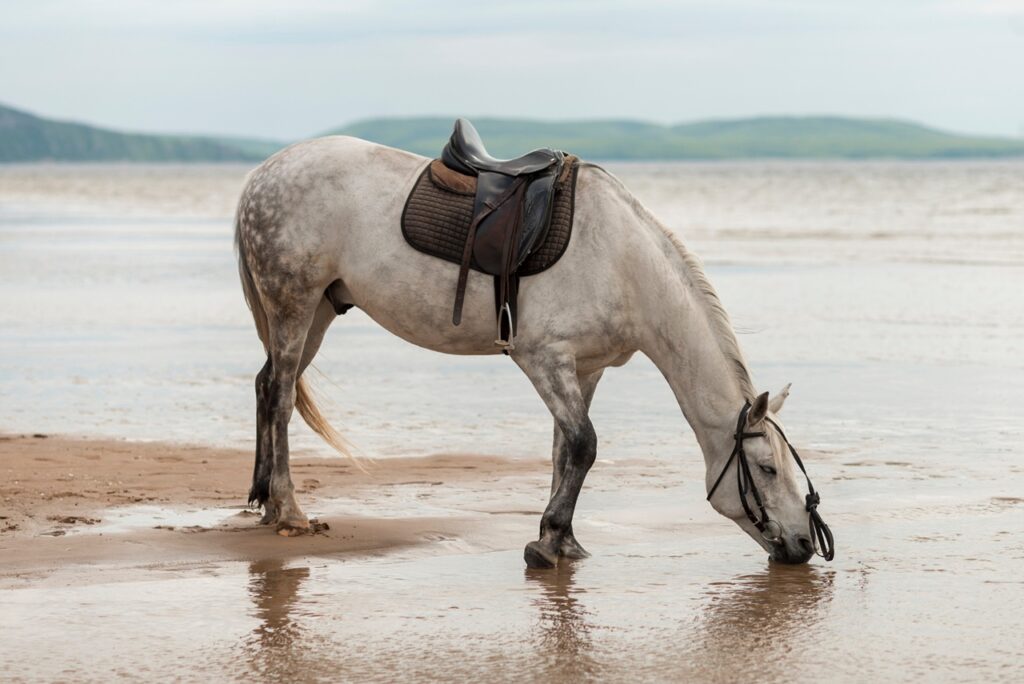 Appaloosa