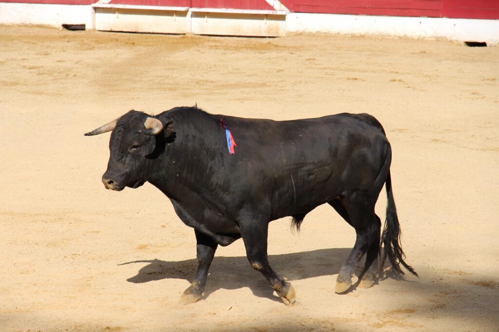 A Bullfighter