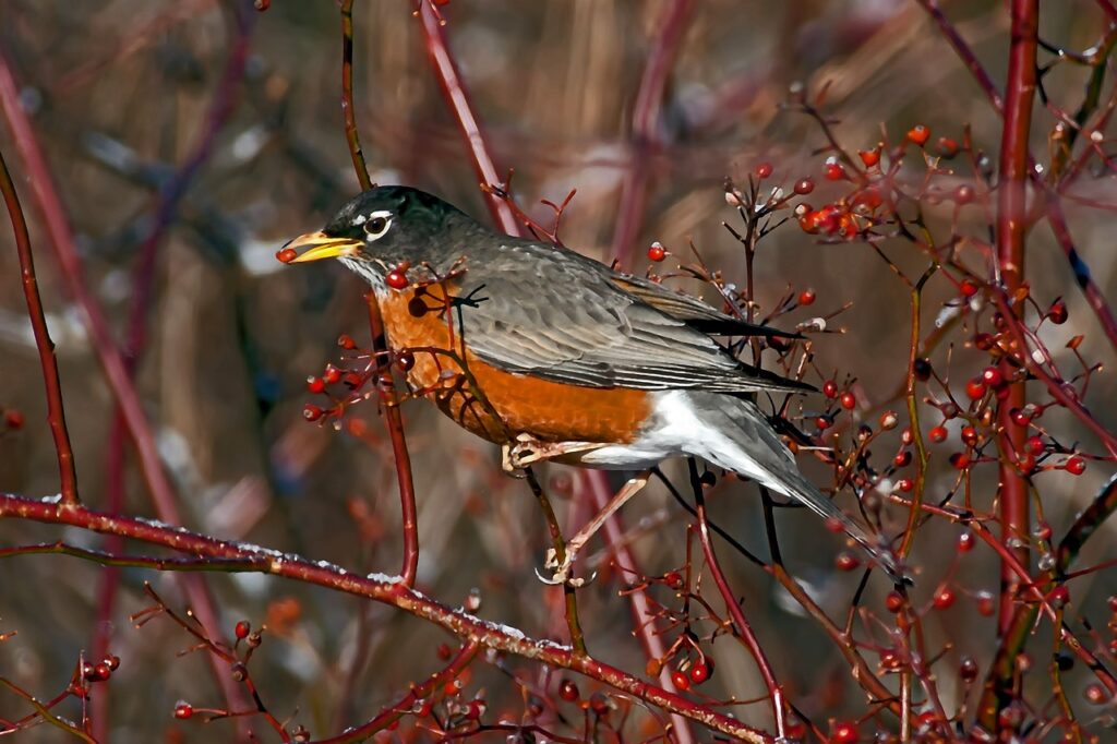 american-robin-6883523_1280