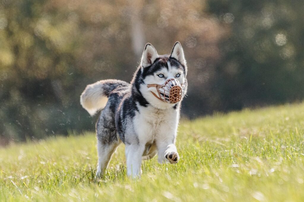 A Siberian Husky