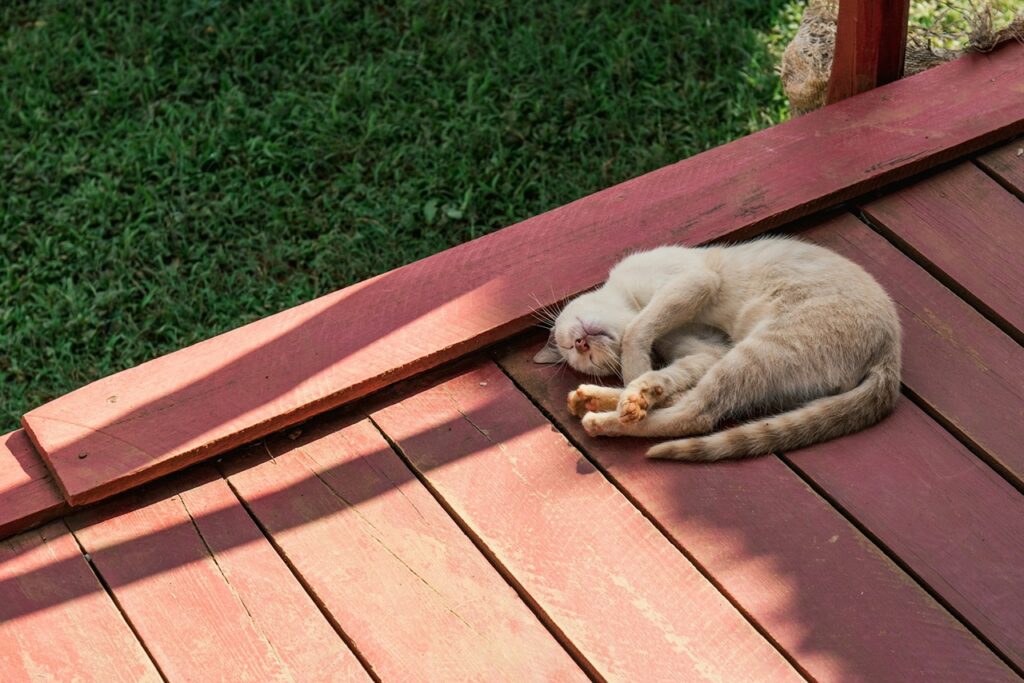 Cat Sleeping Outdoor