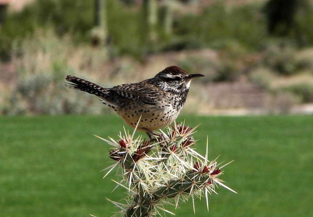 cactus wren
