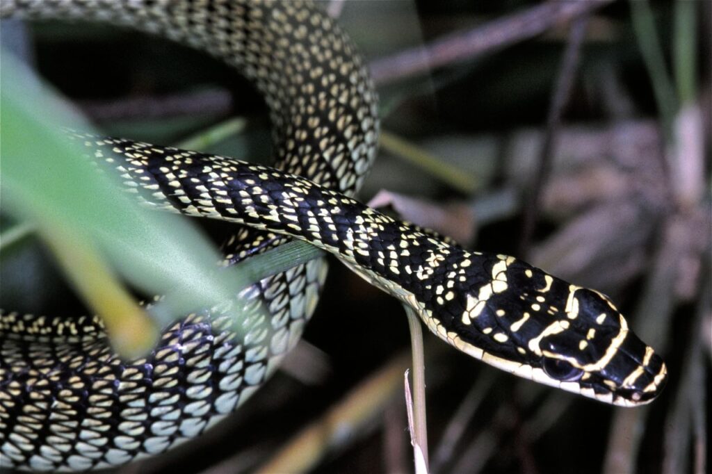 Oriental Flying Snake