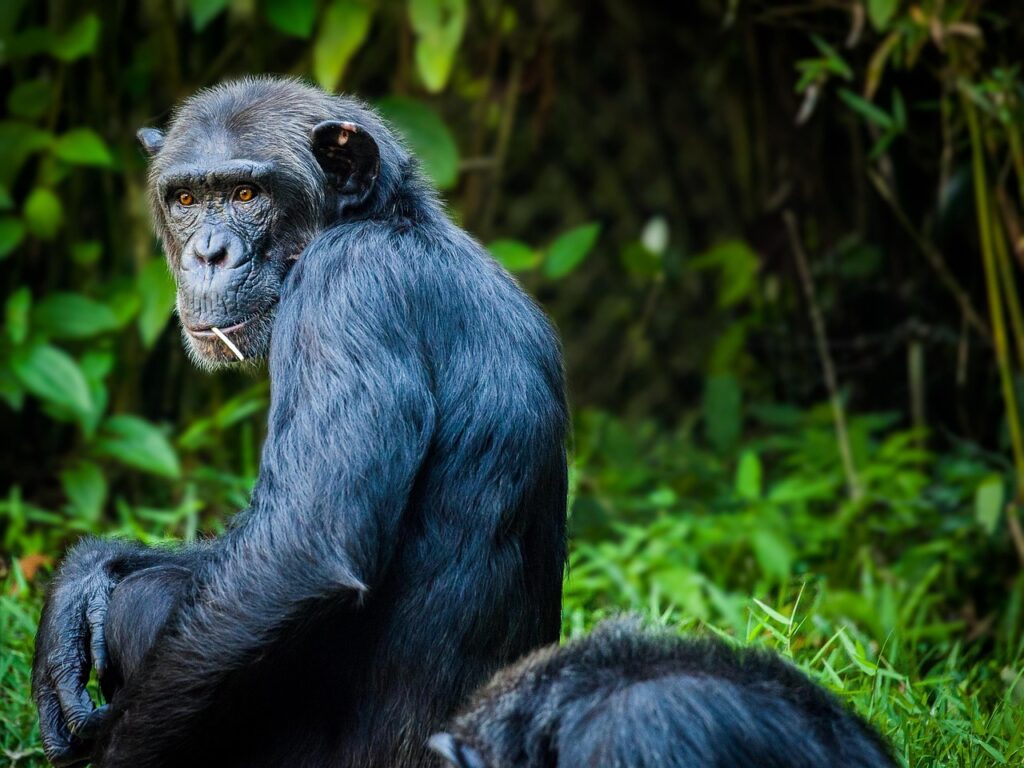 chimpanzee-1545010_1280-2