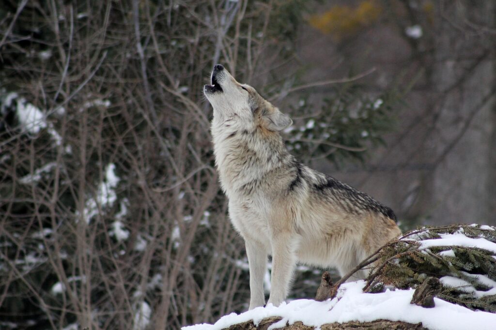 A Gray Wolf howling