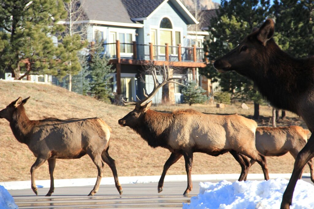 A herd of Moose