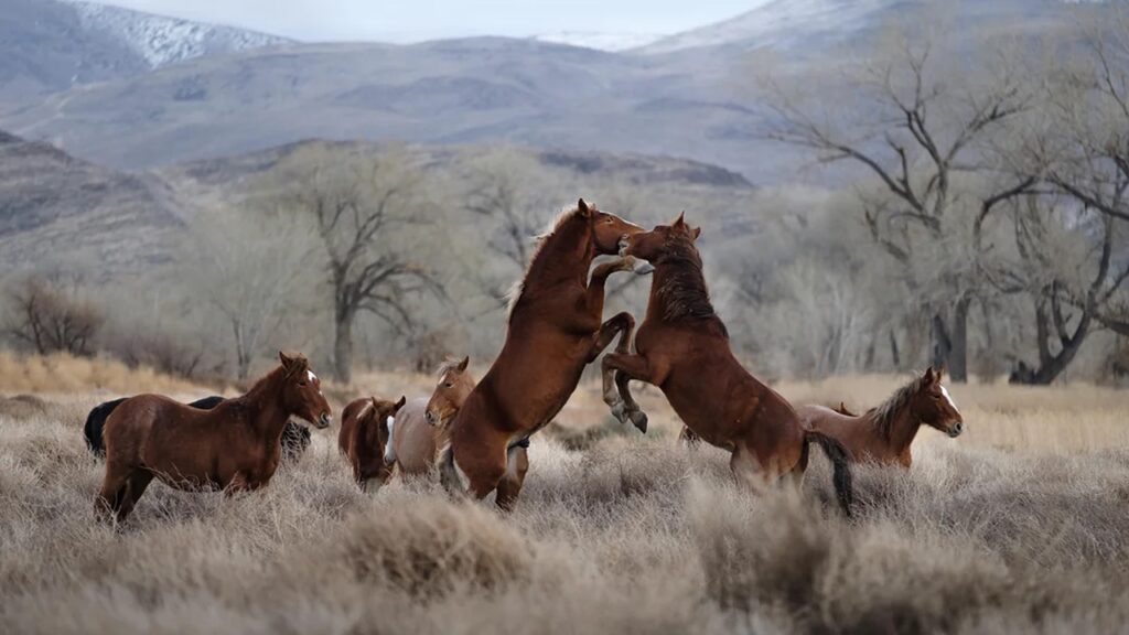 Wild Mustang Horse