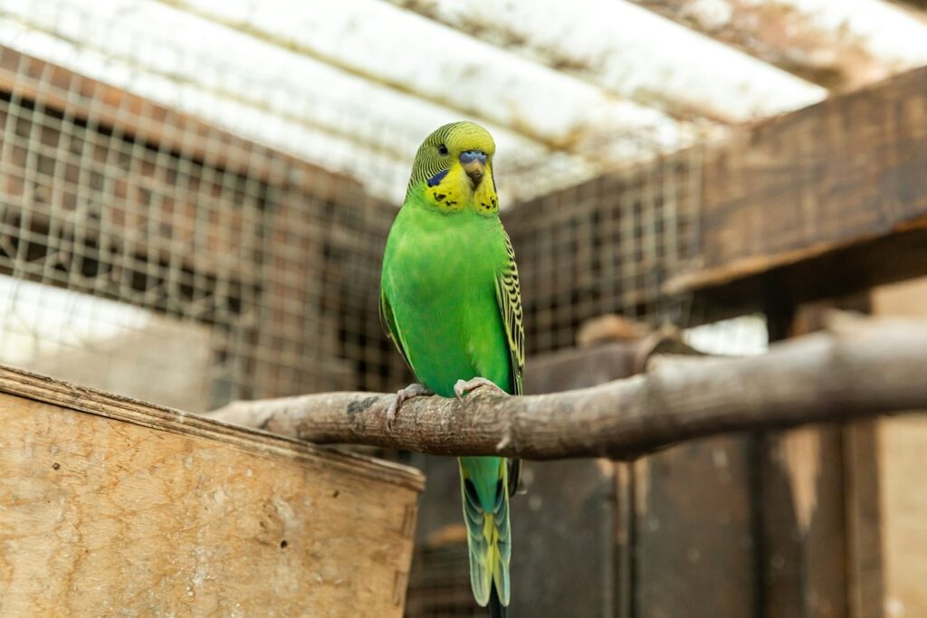 Budgerigar
