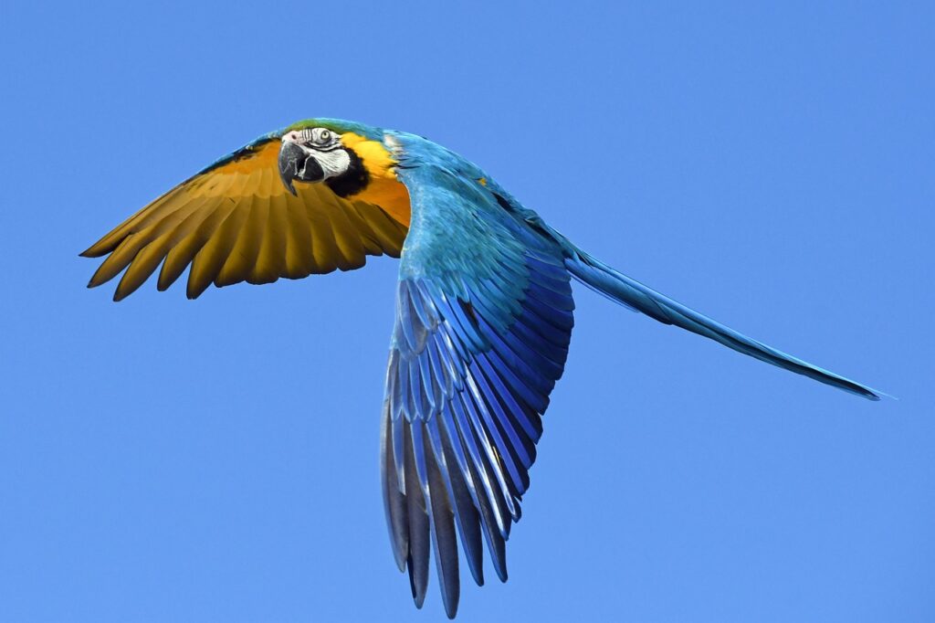 parrot-2796766_1280
