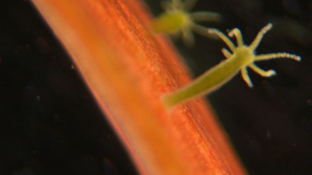 A Hydra