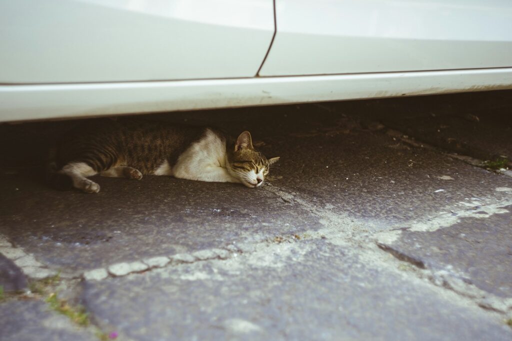 Cat Sleeping Outdoor