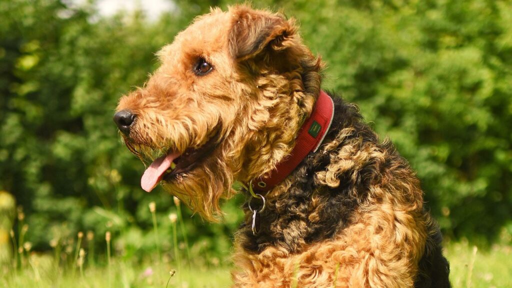Airedale Terrier