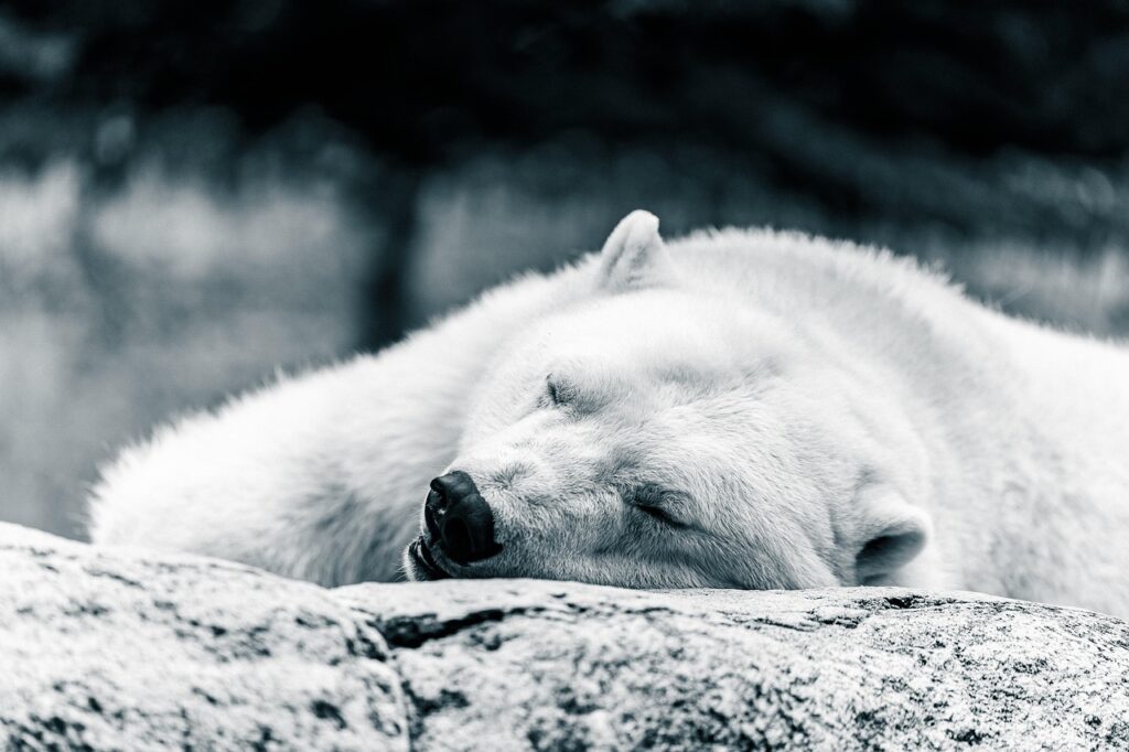 Polar bear sleeping