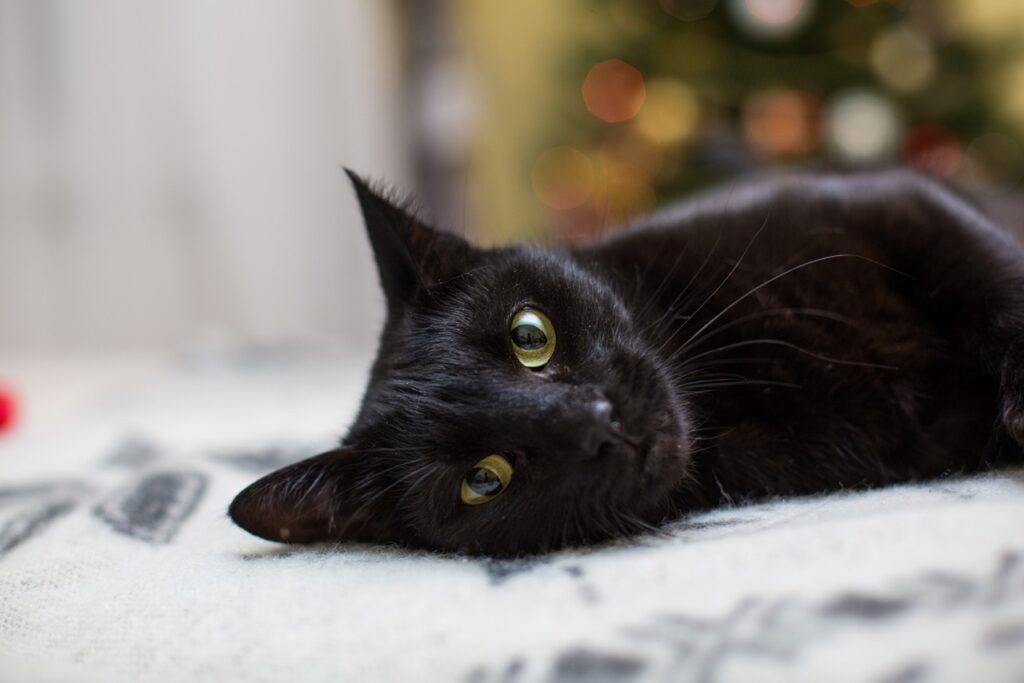 Black Cat