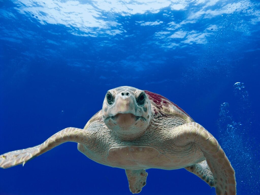 A Loggerhead Sea Turtle closeup