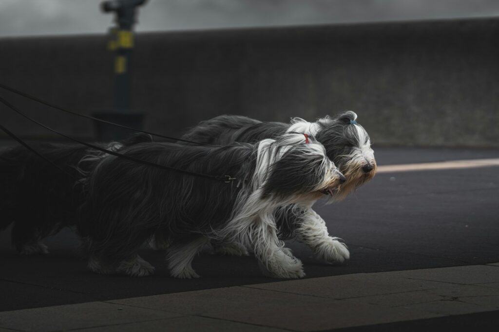 Bearded collie