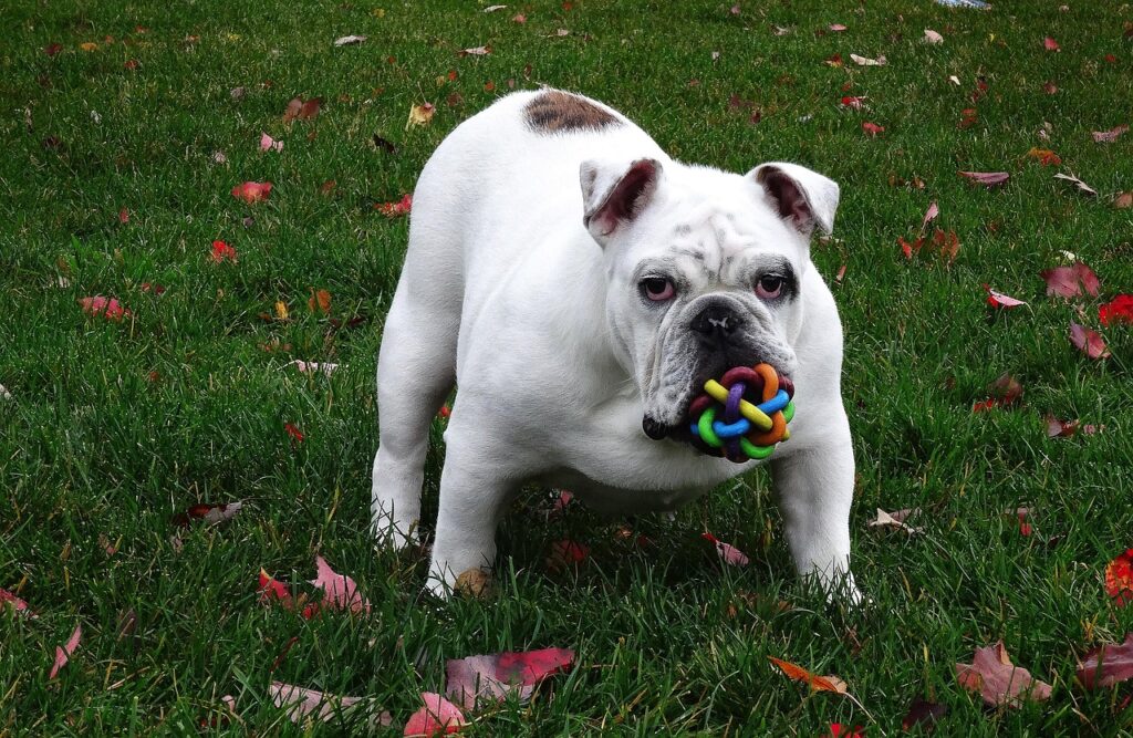 English bulldog