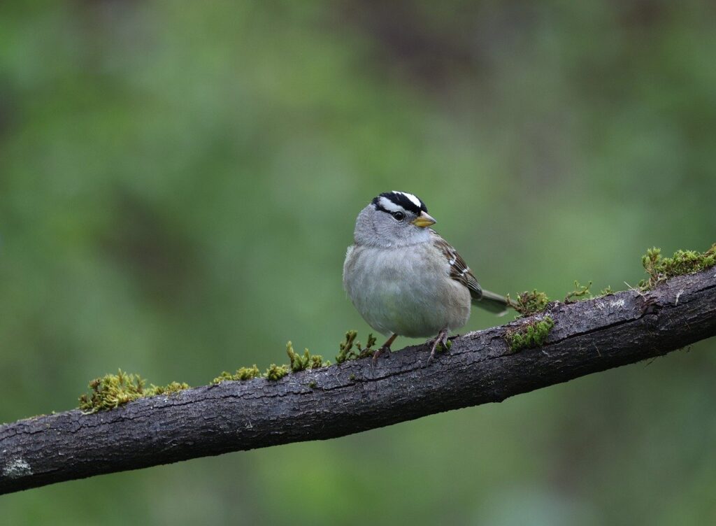 sparrow-9598401_1280