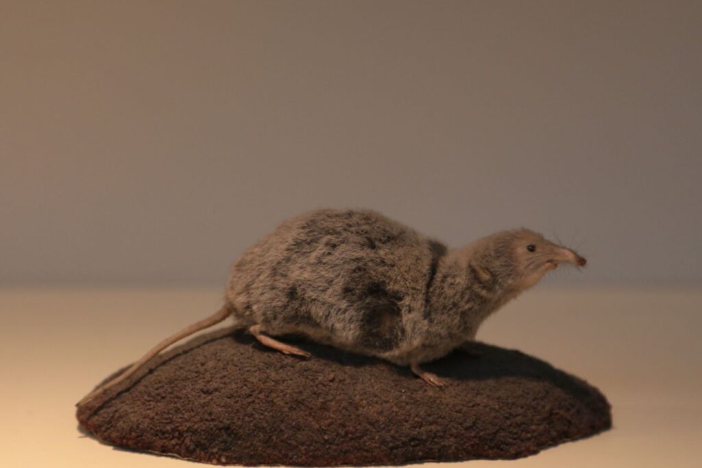 pygmy shrew